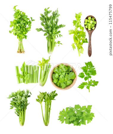 Celery isolated on white background Celery isolated on white background 115475799