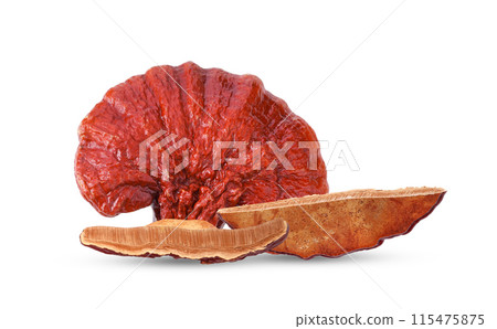 Lingzhi Mushroom Ganoderma Lucidum Isolated on white background Lingzhi Mushroom Ganoderma Lucidum Isolated on white background 115475875