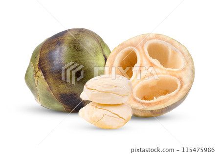 Asian Palmyra palm isolated on white Asian Palmyra palm isolated on white 115475986