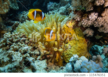 Clown Anemonefish, Amphiprion percula, swimming among the tentacles of its anemone home. Clown Anemonefish, Amphiprion percula, swimming among the tentacles of its anemone home. 115476351