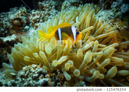 Clown Anemonefish, Amphiprion percula, swimming among the tentacles of its anemone home. 115476354