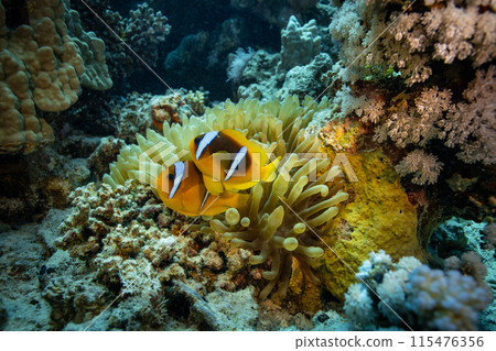 Clown Anemonefish, Amphiprion percula, swimming among the tentacles of its anemone home. Clown Anemonefish, Amphiprion percula, swimming among the tentacles of its anemone home. 115476356