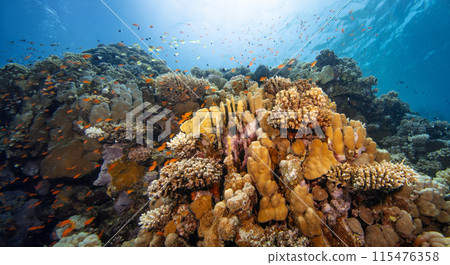 Panoramic View of Beautiful Coral Reef with Colored Hard Corals and Fish. Panoramic View of Beautiful Coral Reef with Colored Hard Corals and Fish. 115476358