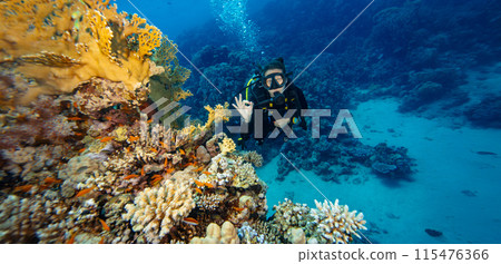 Young Woman Diver Showing OK Sign. Coral Reef with Colored Hard Corals and Fish. Young Woman Diver Showing OK Sign. Coral Reef with Colored Hard Corals and Fish. 115476366