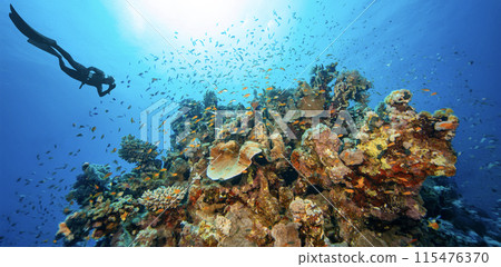 Free Diver Exploring Sea Bottom. Coral Reef with Colored Hard Corals and Fish. Free Diver Exploring Sea Bottom. Coral Reef with Colored Hard Corals and Fish. 115476370