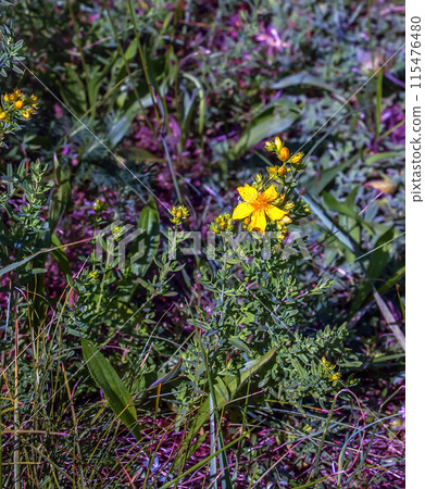 Hypericum perforatum PERFORATE ST JOHN'S-WORT plant with yellow flowers 115476480