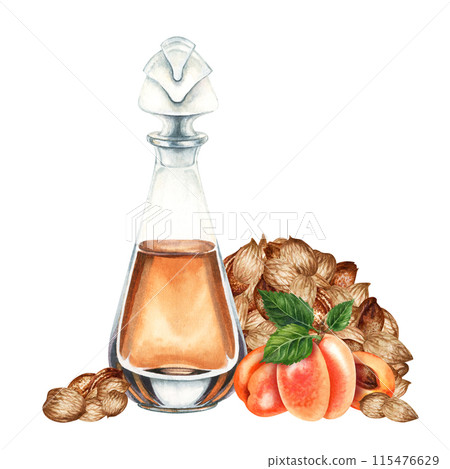 Fragrance oil in a transparent bottle and apricot kernels, seeds. Watercolor illustration for design templates for labels, banners, invitations, wallpapers, in beauty, medicine, cosmetology, cooking Fragrance oil in a transparent bottle and apricot kernels, seeds. Watercolor illustration for design templates for labels, banners, invitations, wallpapers, in beauty, medicine, cosmetology, cooking 115476629