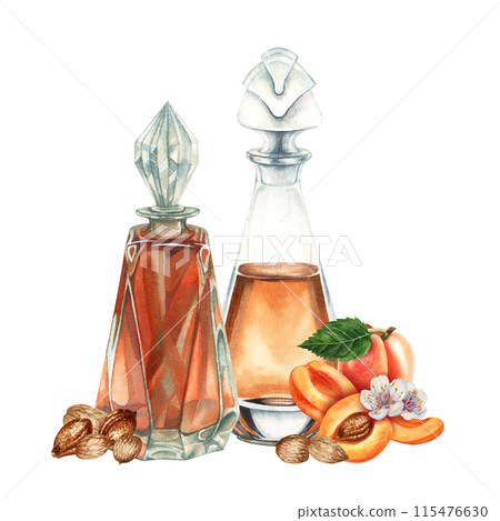 Fragrance oil in a transparent bottle and apricot kernels, seeds. Watercolor illustration for design templates for labels, banners, invitations, wallpapers, in beauty, medicine, cosmetology, cooking Fragrance oil in a transparent bottle and apricot kernels, seeds. Watercolor illustration for design templates for labels, banners, invitations, wallpapers, in beauty, medicine, cosmetology, cooking 115476630