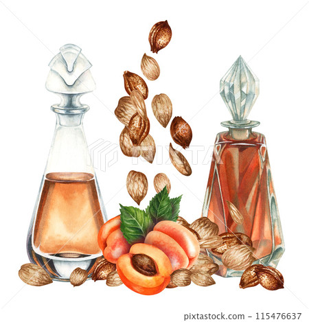 Fragrance oil in a transparent bottle and apricot kernels, seeds. Watercolor illustration for design templates for labels, banners, invitations, wallpapers, in beauty, medicine, cosmetology, cooking 115476637