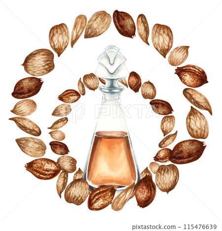 Fragrance oil in a transparent bottle and apricot kernels, seeds. Watercolor illustration for design templates for labels, banners, invitations, wallpapers, in beauty, medicine, cosmetology, cooking 115476639