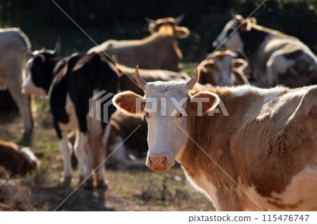 Herd of cows on the free range in the mountains in Greece. Herd of cows on the free range in the mountains in Greece. 115476747