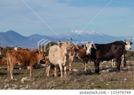 Herd of cows on the free range in the mountains in Greece. Snow-covered mountain tops on background. Herd of cows on the free range in the mountains in Greece. Snow-covered mountain tops on background. 115476749