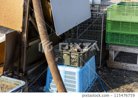 Fishermen preparing oysters Fishermen preparing oysters 115476759