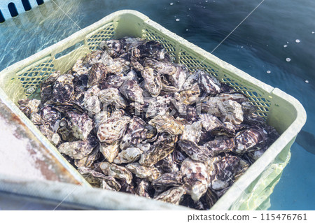 Fishermen preparing oysters Fishermen preparing oysters 115476761