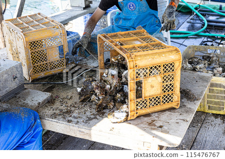 Fishermen preparing oysters 115476767