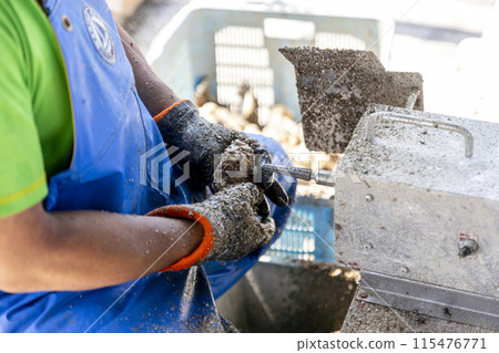 漁民正在捕撈牡蠣 漁民正在捕撈牡蠣 115476771