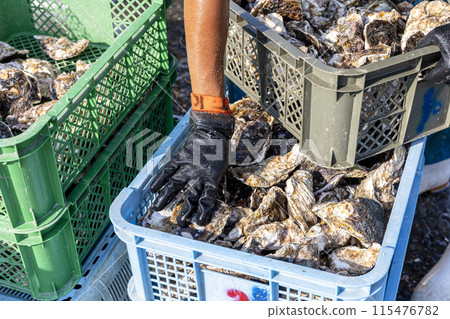Fishermen preparing oysters Fishermen preparing oysters 115476782