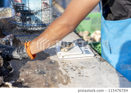 Fishermen preparing oysters Fishermen preparing oysters 115476784