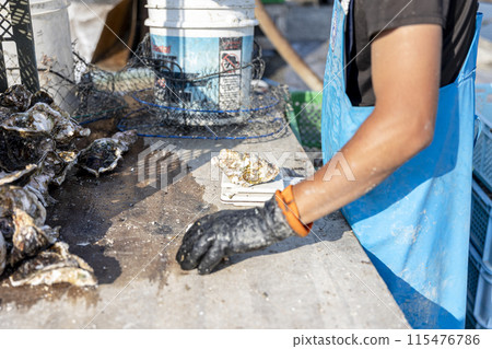 漁民正在捕撈牡蠣 115476786