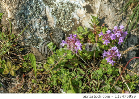 Thyme Thymus vulgaris flowers. Lamiaceae herb. Used as flavoring for cooking, herbal tea Thyme Thymus vulgaris flowers. Lamiaceae herb. Used as flavoring for cooking, herbal tea 115476959