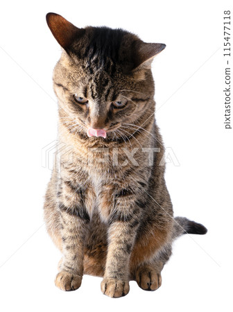 European cat isolated on white. European cat isolated on white. 115477118