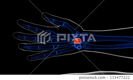 Human skeleton capitate bone anatomy 3D rendering 115477222