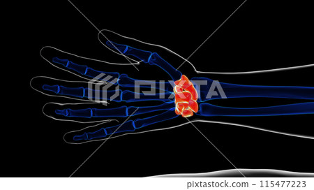 Human skeleton hand wrist carpals bone anatomy for medical concept 3D rendering 115477223
