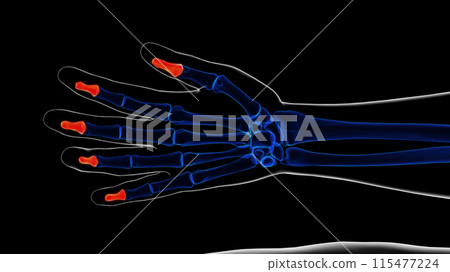 Human skeleton hand distal phalanges bone anatomy for medical concept 3D rendering 115477224