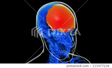 Human skeleton skull frontal bone anatomy for medical concept 3D rendering 115477226