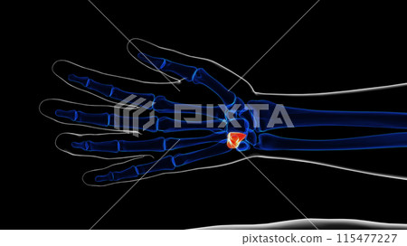Human skeleton hamate bone anatomy for medical concept 3D rendering 115477227