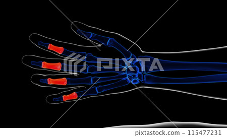 Human skeleton Intermediate phalanges anatomy 3D rendering 115477231