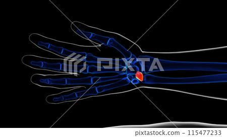 Human skeleton lunate bone anatomy 3D rendering 115477233