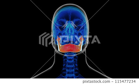 Human skeleton skull mandible bone anatomy for medical concept 3D rendering 115477234