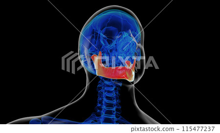 Human skeleton skull mandible bone anatomy for medical concept 3D rendering 115477237