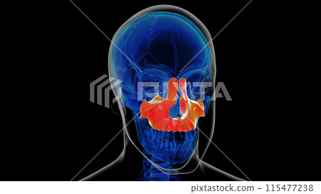 Human skeleton skull maxilla bone anatomy for medical concept 3D rendering 115477238