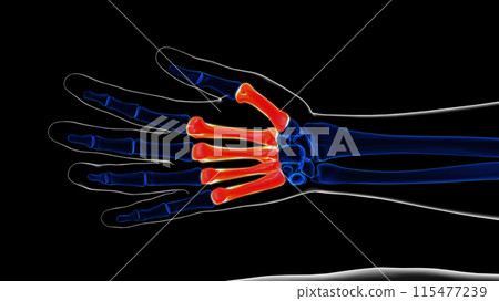 Human skeleton hand matacarapls bone anatomy for medical concept 3D rendering 115477239