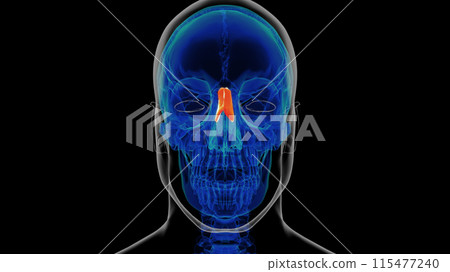 Human skeleton nasal bone anatomy 3D rendering 115477240