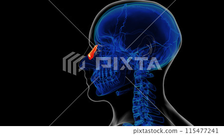 Human skeleton nasal bone anatomy 3D rendering 115477241