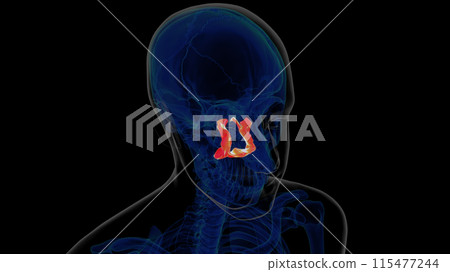 Human skeleton palatine bone anatomy 3D rendering 115477244