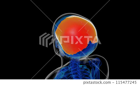 Human skeleton skull parietal bone anatomy for medical concept 3D rendering 115477245
