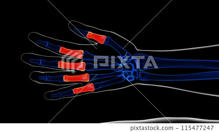 Human skeleton proximal phalanges anatomy 3D rendering 115477247