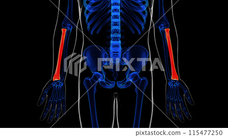 Human skeleton anatomy radius bone 3D rendering for medical concept 115477250