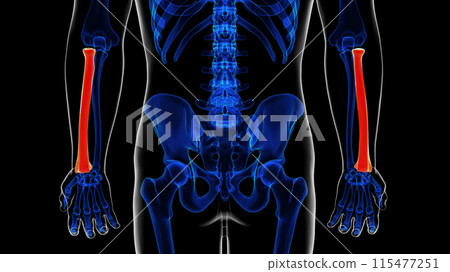 Human skeleton anatomy radius bone 3D rendering for medical concept 115477251