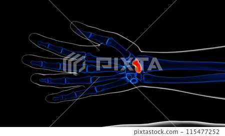 Human skeleton scaphoid bone anatomy 3D rendering Human skeleton scaphoid bone anatomy 3D rendering 115477252