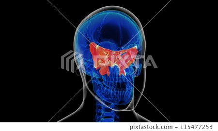Human skeleton skull sphenoid bone anatomy for medical concept 3D rendering Human skeleton skull sphenoid bone anatomy for medical concept 3D rendering 115477253