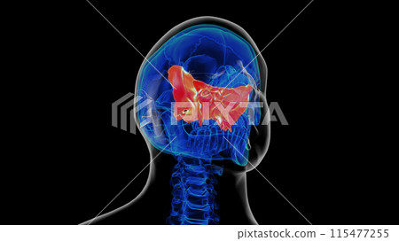 Human skeleton skull sphenoid bone anatomy for medical concept 3D rendering 115477255