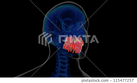 Human teeth anatomy for medical concept 3D rendering 115477257