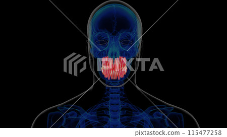 Human teeth anatomy for medical concept 3D rendering 115477258