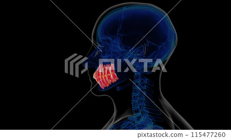 Human teeth anatomy for medical concept 3D rendering 115477260