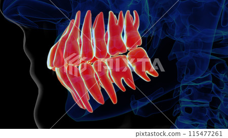 Human teeth anatomy for medical concept 3D rendering 115477261